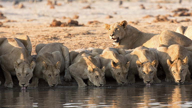 Lions buvant au point d'eau